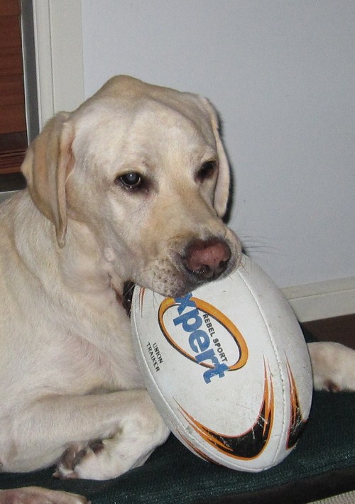 Life is good... love playing footy and swimming.  I'd eat pizza all day if I could!  Check out my video on youtube A day in the life of Sampson.