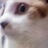 ようのアイコン
