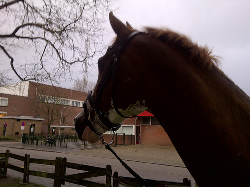 ik hou  van me poepiee's sjaffie zoe (L) iloveyou + angela + bridget jij bent ook mij schat hahahahahxx ilove hun3