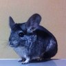 hirrhooo's profile picture. 