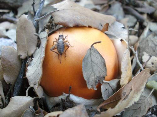 Boletscom's profile picture. Bolets i boletaires de Catalunya a https://t.co/dbevDKki8f