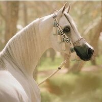 للخيل فارس (@el4san) 's Twitter Profile Photo