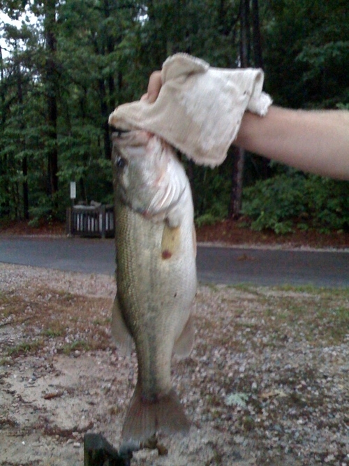 tvcola's profile picture. Love the Minnesota Vikings, UNC Tarheels, and the LA Angels !!!!