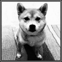 We help dog walkers and other pet service provider grow their business. We provide insurance, online tools and training.