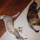 Megan ogle - @MegansXwing - Twitter