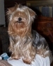 raina_roo's profile picture. I'm a regal Yorkie. My name means queen (reina) and I am. I am a dog, no networking scams please.