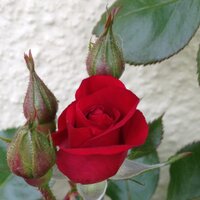 LittleTinyK 🦄 (@littletinykaren) 's Twitter Profile