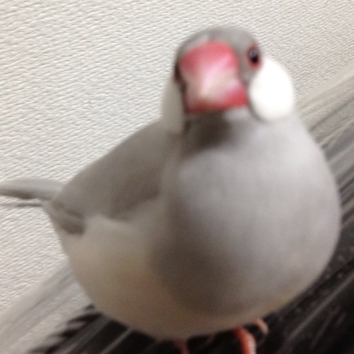 uni_aji Profile Picture
