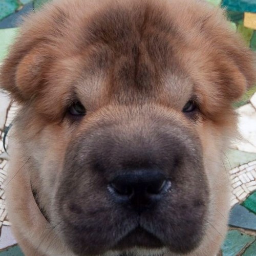 vincentgohome's profile picture. 