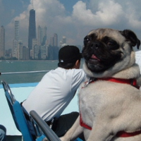 PralineMariePug(@PralineMariePug) 's Twitter Profile Photo