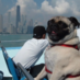 PralineMariePug (@pralinemariepug) Twitter profile photo PralineMariePug (@pralinemariepug) Twitter profile photo