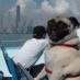 PralineMariePug (@PralineMariePug) Twitter profile photo