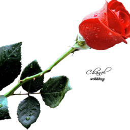 sandyla143's profile picture. lovely & lovable person