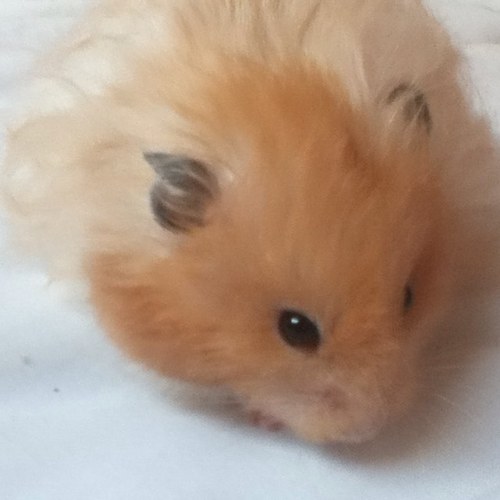 hello there, i am Theo and yes i am a hamster. i enjoy running in my wheel at 3am and chewing my bars throughout the night as well.
i'll follow you back.