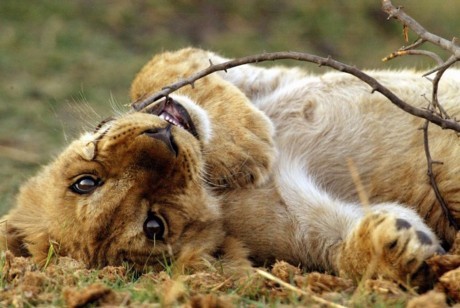 SponsorLauren's profile picture. Hi Everyone! This is my twitter page to help people to sponsor me/fund raise my way to Southern Africa to rehome injured, abandoned infant wildlife!