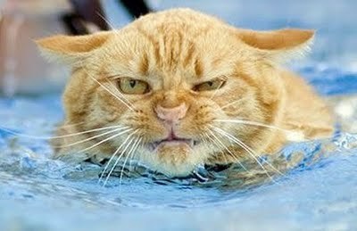 Miserable, grumpy middle aged, fuzzy haired man! Don’t do snowflakes or oral fabricators - views are as they are! Like it or lump it!