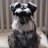 akaLittleWoof's profile image