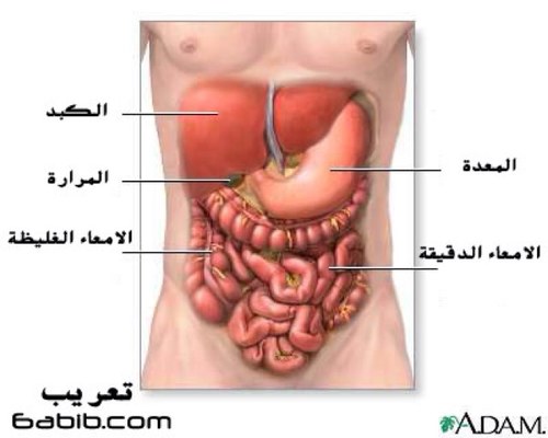 الجهاز الهضمي Ourboox