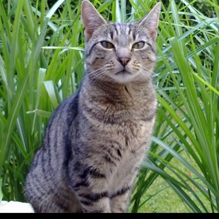 jaxicon's profile picture. 