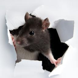 HVSImage's profile picture. Behavioral tracking and analysis for Morris water maze and other tasks. VR equivalents for human behavioral neuroscience studies, rehabilitation and therapies.