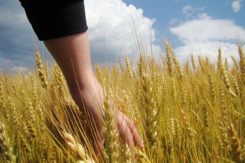 debbynatur's profile picture. living healthy nad naturaly, love nature