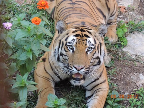 CrownRidgeTiger's profile picture. We are a tiger rescue dedicated to providing animals with the best lives possible in captivity.