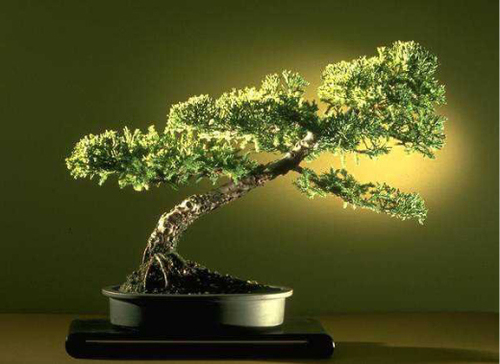 nature, bonsai trees, asian culture