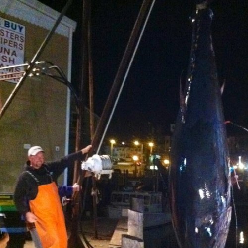 http://t.co/HU1BVhcp.  
Charter Fishing Owner/Operator 26+ years fishing icy waters of New England. Featured in @NatGeochannel’s #WickedTuna