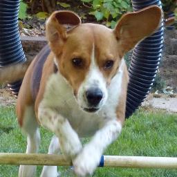 LookyLoo1's profile picture. I'm a 30 something professional who blogs about the funny and odd things about life.  Oh yeah, and I'm owned by a rescue beagle.