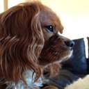 danielle ball - @dani87leo - Twitter