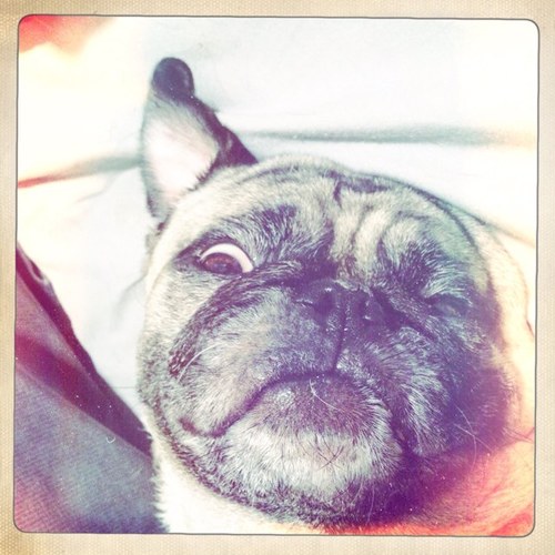 LondonThePug's profile picture. i'm London Bridge, i'm 7 and i'm cool! i love to eat, sleep and bark at anything that looks like an animal! i have 2 awesome sisters: LuLu & JoJo. #RiPBooBoo