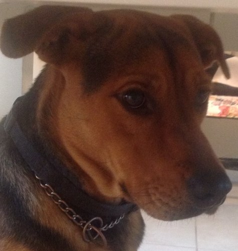 Every day's a dog day. Deal with it.