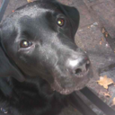 Lori Quick Lenglain - @cigalequichante - Twitter