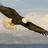 SoaringEagle