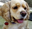 2 year old Brooklyn cocker spaniel looking for fluffy medium sized dog friends.