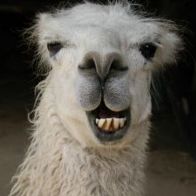 tu nombre en dragon Llama270977_smiling_llama_400x400