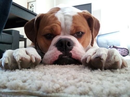 Vancouver/Vancouver Island Livin. Bulldogs (2). Hockey; ice. roller. ball. House's, Car's, wife (1).