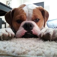 Mike Cheema (@mikecheema) 's Twitter Profile