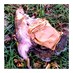 SquirrelsOfKU (@squirrelsofku) Twitter profile photo