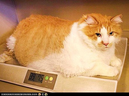 loves naps, catnip, lasers, and taking over the world