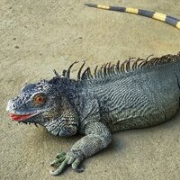 The Blue Iguana(@theblue_iguana) 's Twitter Profile Photo