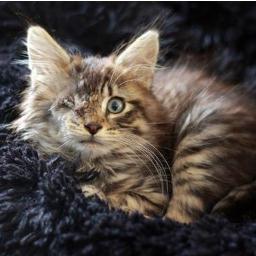 Kitty Cat Prevent a Litter Society is a Registered Charity that strives to keep the feral cat population under control in the Comox Valley Regional District.