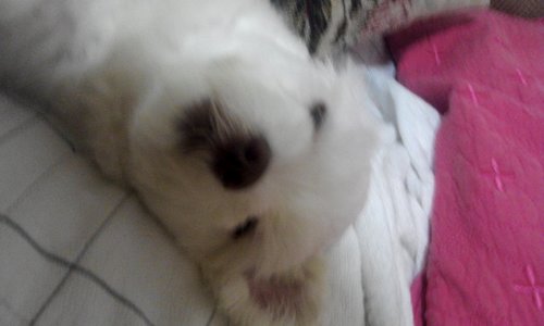 ziouzoo57's profile picture. 