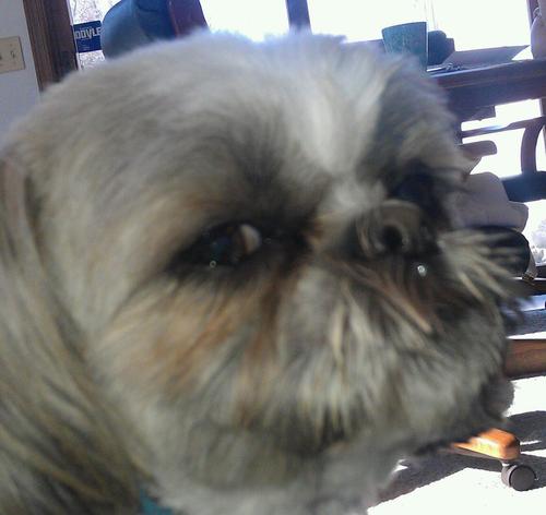 Rochester, ny. School district Courier , Bowling and golfing junkie, Reds fan, always waiting for my next beach vacation. Loved my Shih-Tzu, Maxwell.