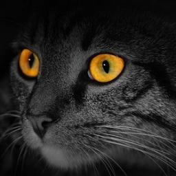 irina_eos's profile picture. 