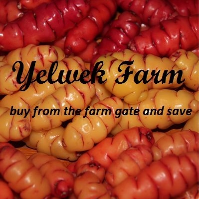 Tasmanian based seed company supplying New Zealand Yam, also known as Oca, Purple Tasmanian Garlic and White and Brown Shallots. Welcome to Yelwek Farm.
