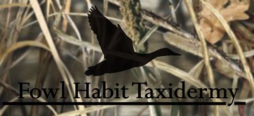 Waterfowl taxidermy at it's finest. Our roots are planted deep in the Mississippi soil. Have a Fowl Habit? Preserving memories since 1972.