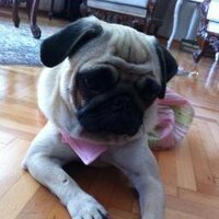 gullum (@gencergulsun) 's Twitter Profile