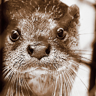 かわうそ　5枚 カシワヤ (@kashiwaya920) / Posts / X