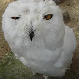 I like owls.